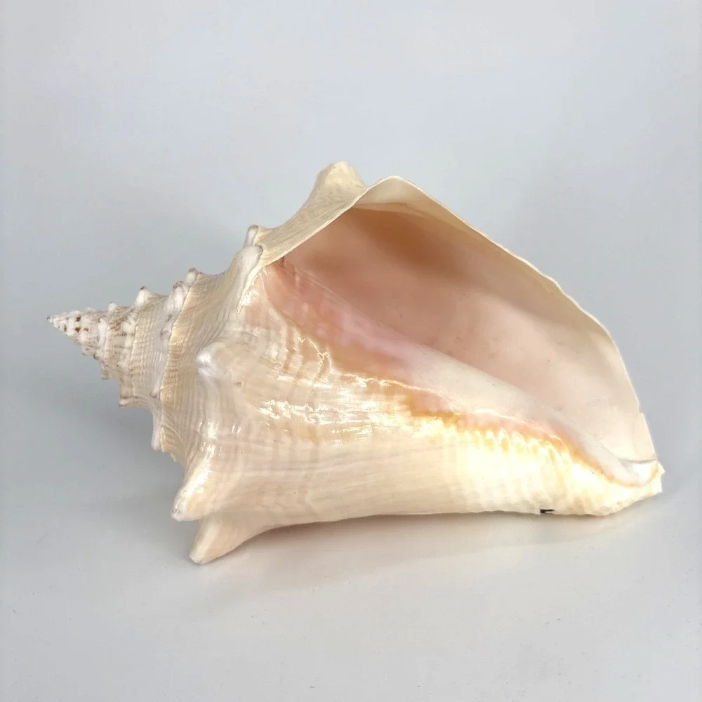 Large 8